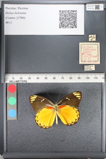Media type: image;   Entomology 130144